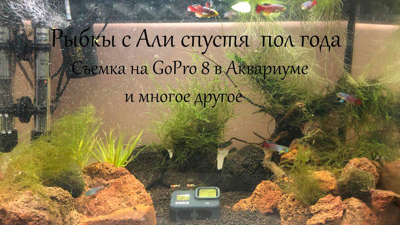 Рыбки с Алиэкспресс спустя полгода. Съемка на gopro hero 8 в воде аквариума. Часть 3.