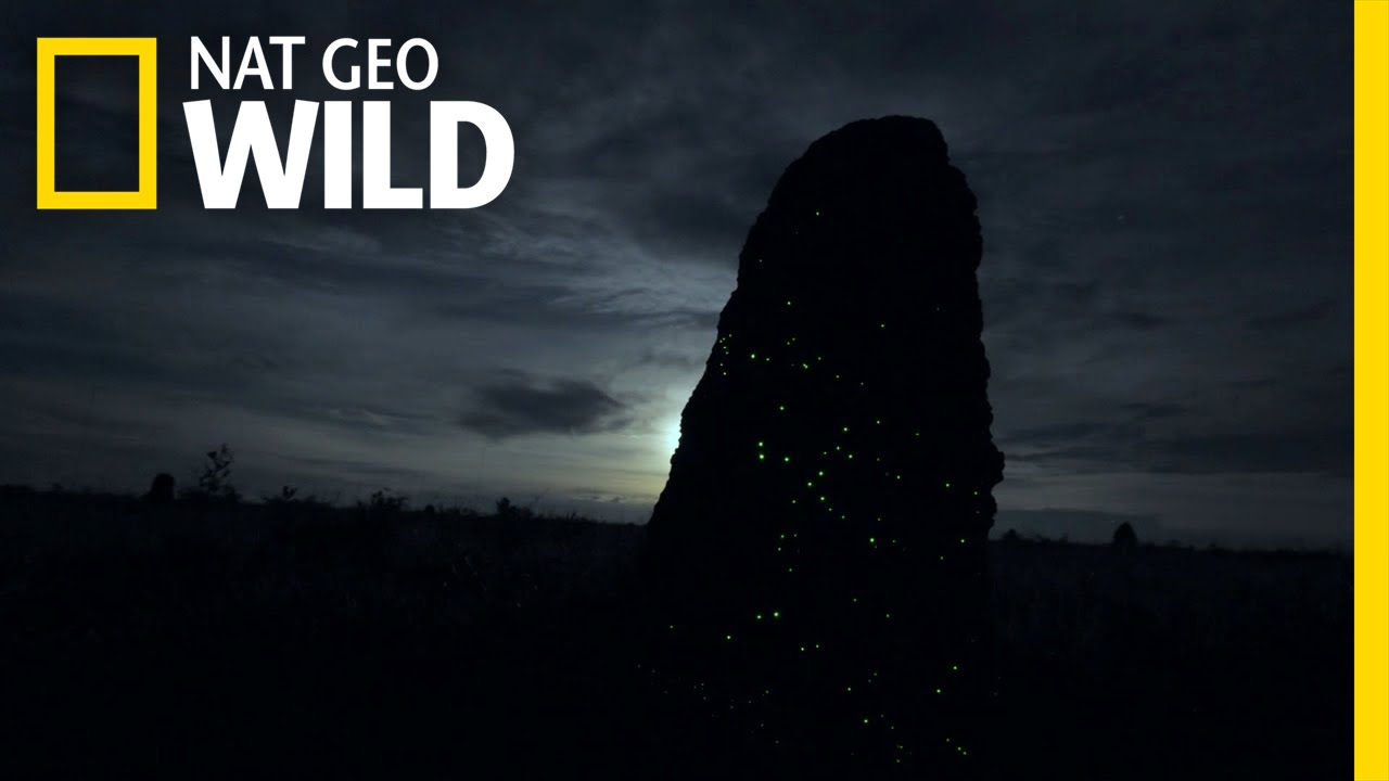 Bugs Light the Night | Brazil