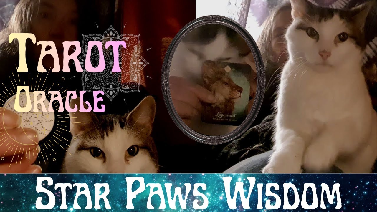Tarot with a cat channeler😺✨🥰 Sacred Space to do your Wild Thing💃☯️ Timeless message oracle reading.