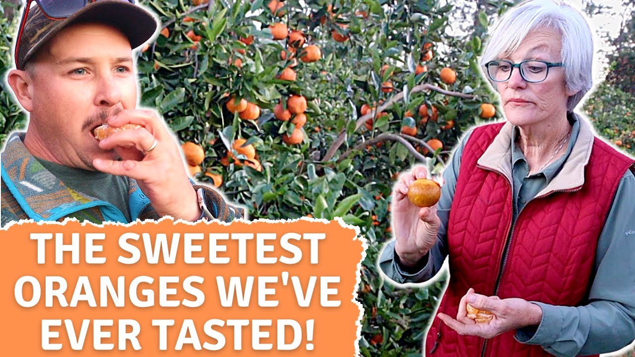 I've NEVER Had Oranges This Good!