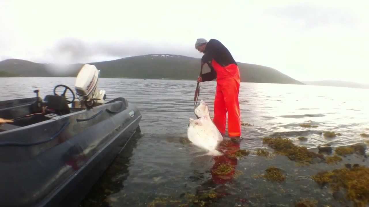 Halibut Fishing Norway - Dragging the Halibut out of the boat and washing it.