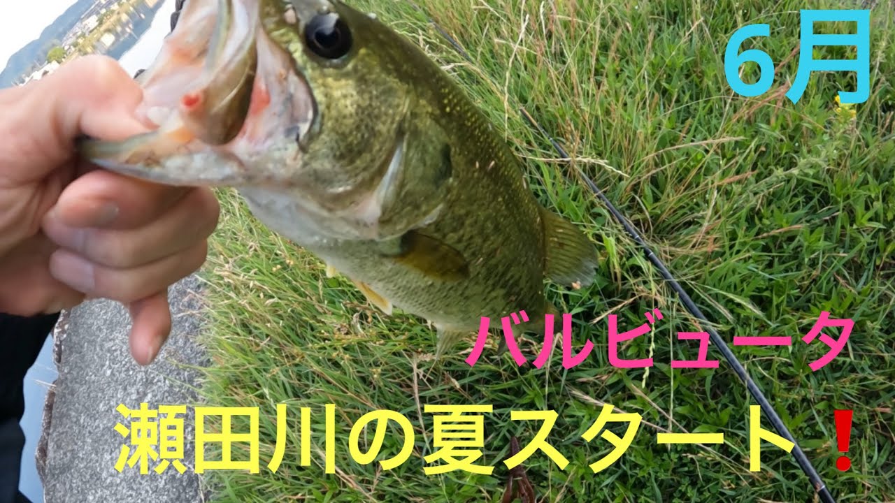 【バス釣り】釣れる夏の始まり❗️瀬田川　琵琶湖
