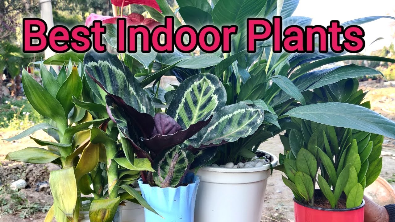 6 Best Indoor Plants for the Small-Space Home Decor
