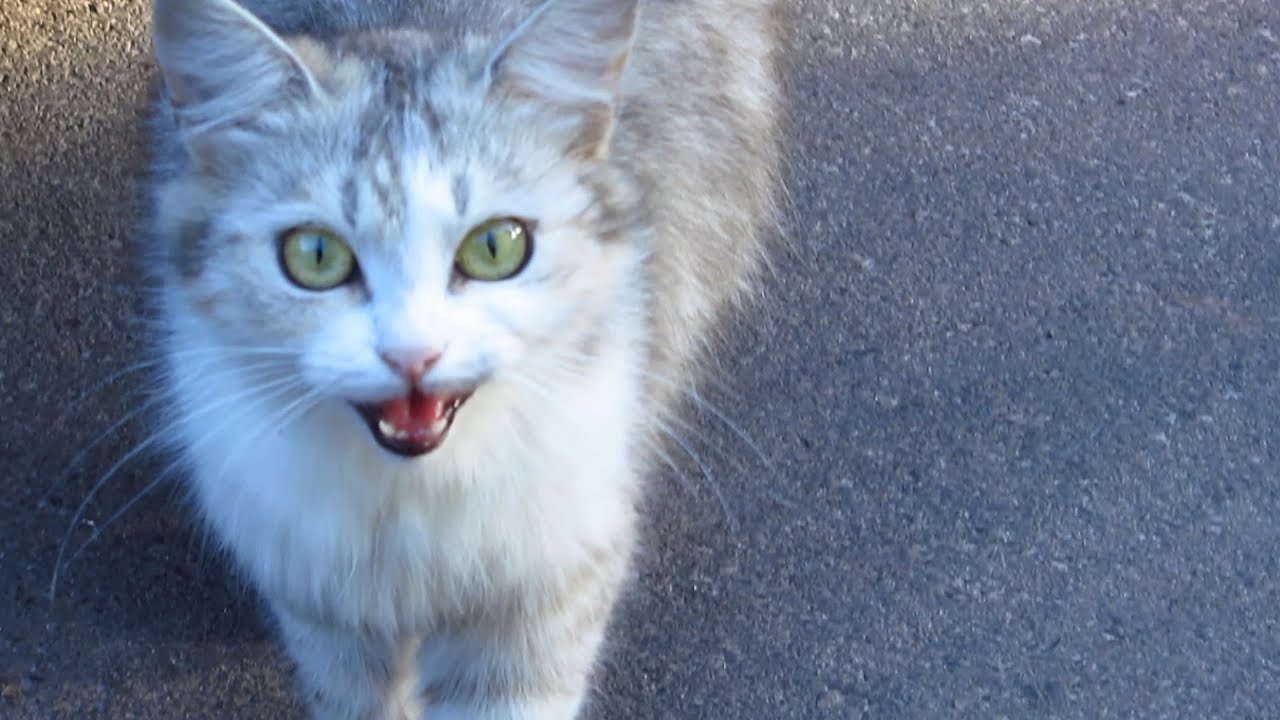 Cats hissing at me and meowing