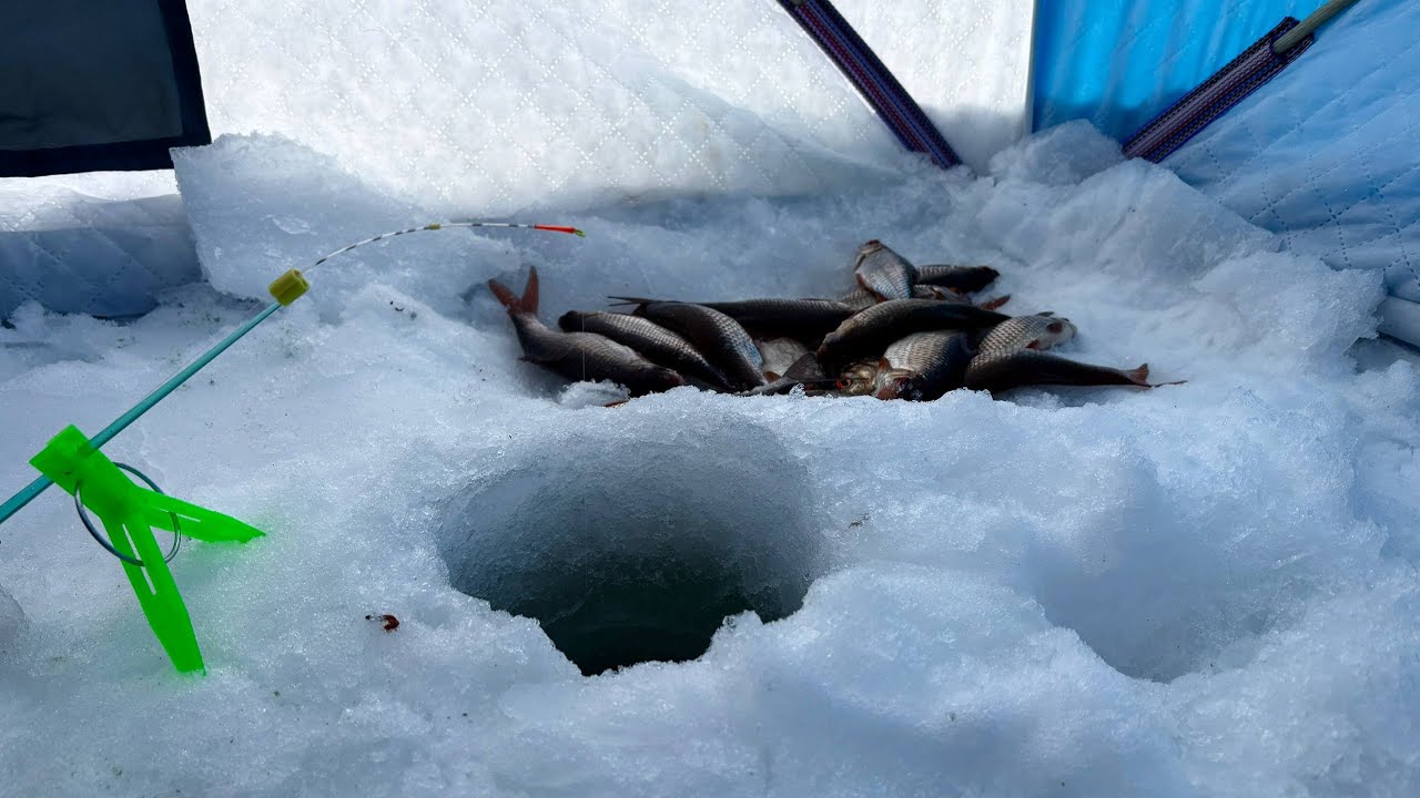 РЫБАЛКА В СИЛЬНЫЙ МОРОЗ. ДЕЛИКАТНАЯ СНАСТЬ СРАБОТАЛА!