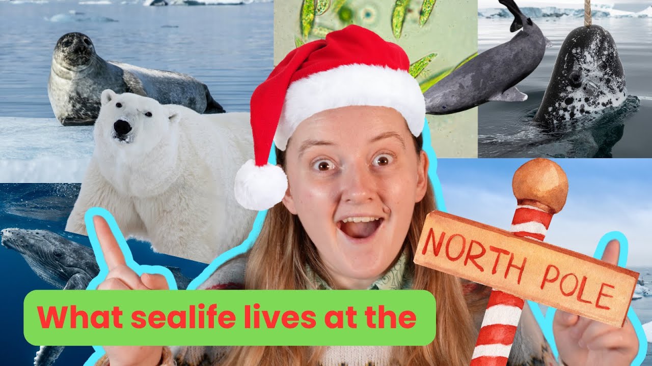 What animals live at the North Pole?!