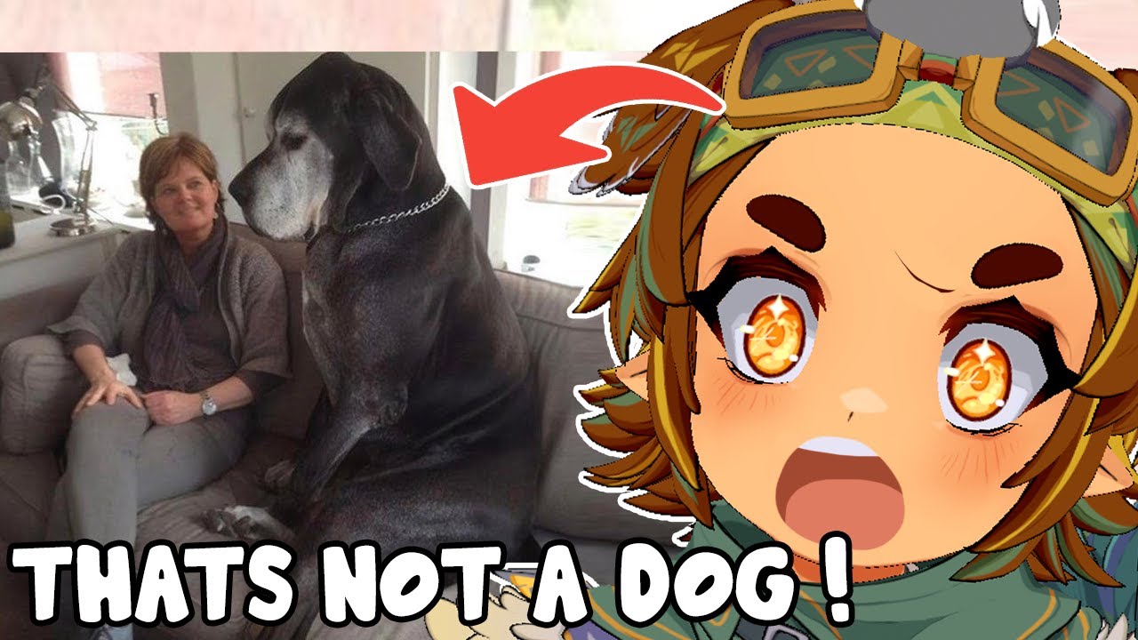 THATS NOT A DOG ! | DOGS That Will Send You Back To GOD ! (Reaction)