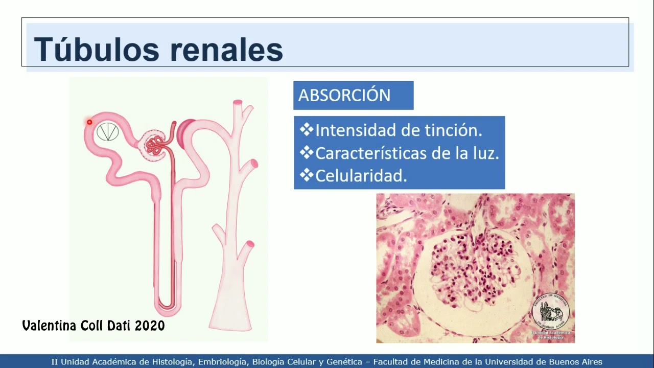 VIDEHISTO #33 | Sistema urinario - Generalidades