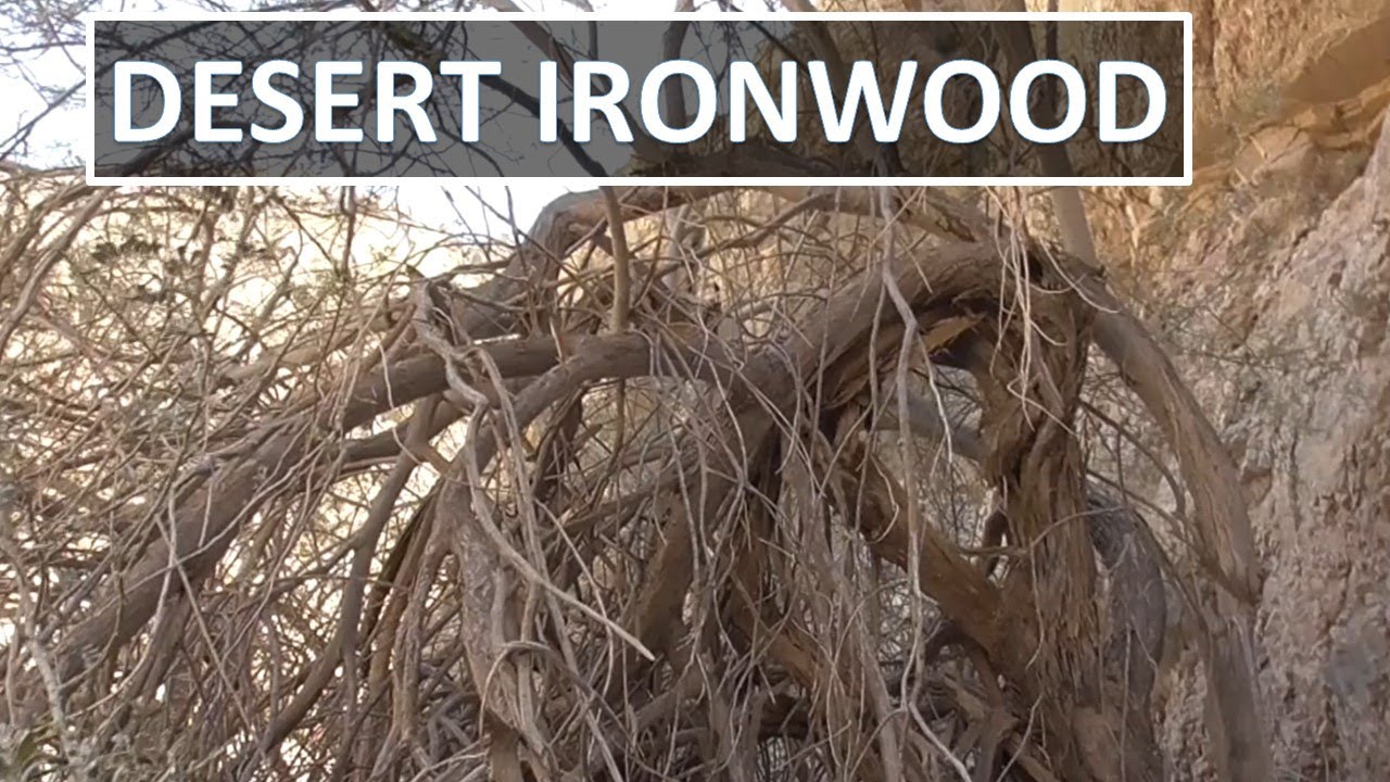 DESERT IRONWOOD Olneya tesota, Anza-Borrego, Sonoran Desert (palo fierro)