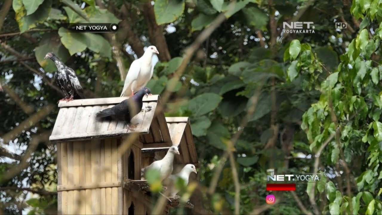 Wisata Edukasi Istana Penangkaran Burung - NET YOGYA