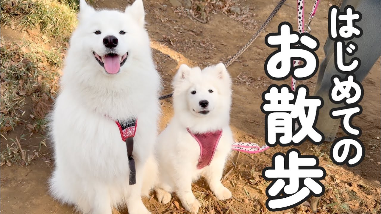 生まれて初めてお散歩をした３ヶ月の子犬と、妹を心配しながらリードしてくれる先住犬の様子が愛おしすぎました…