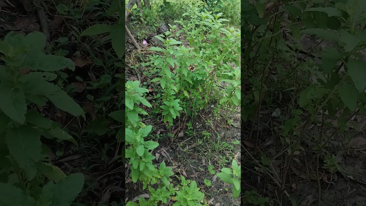 তুলসী/holy basil/tulasī/Ocimum Sanctum #sacred #plants #devotional #medicinalplant #medicine #nature