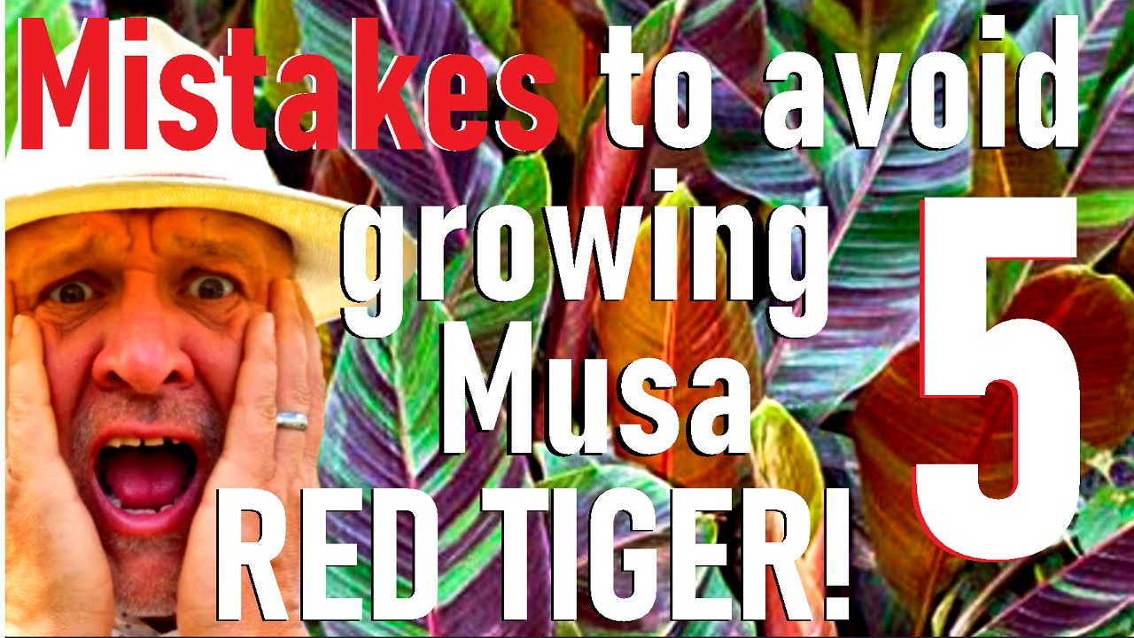 Five mistakes to avoid growing Musa sikkimensis 'Red Tiger' Banana