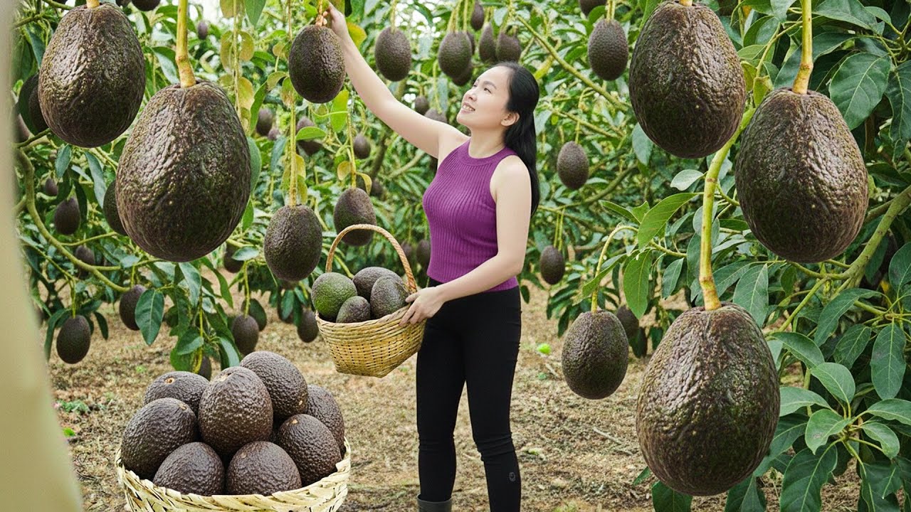 Harvesting Super Big Organic Avocados to Sell at the Local Market | Emma Daily Life