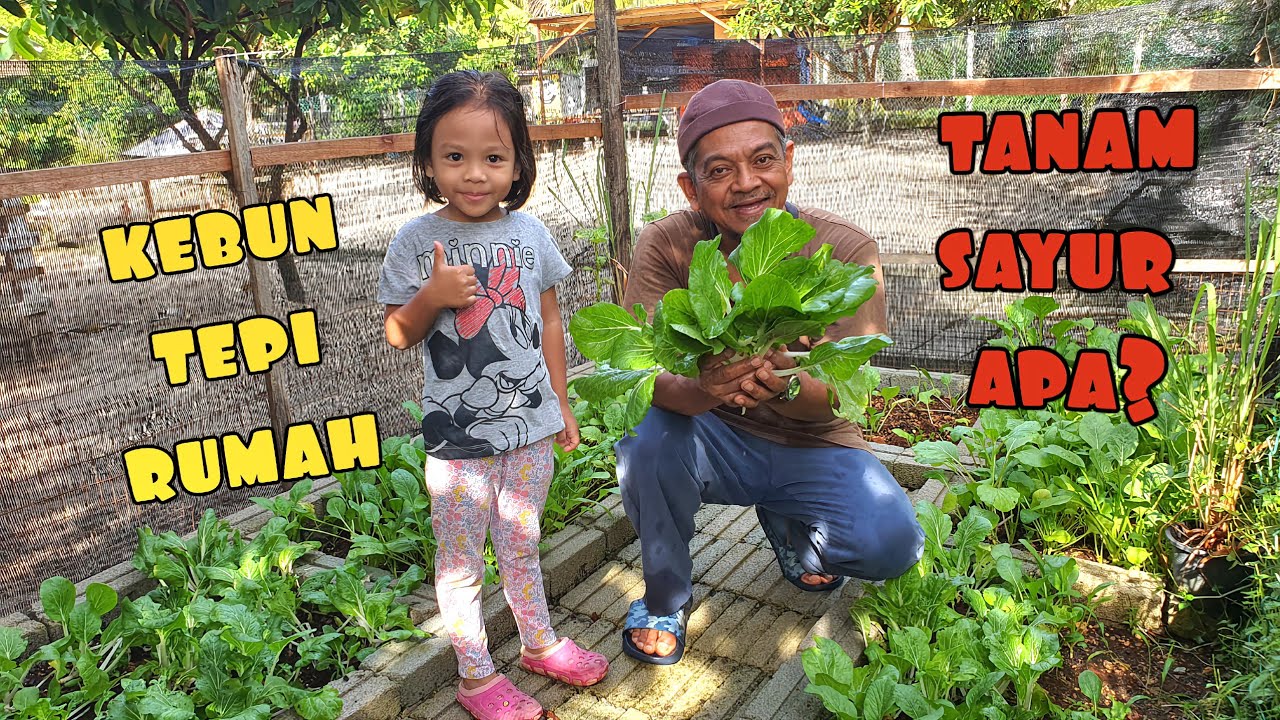 ✅️ TANAM SAYUR TEPI RUMAH || PETUA TANAMAN SUBUR