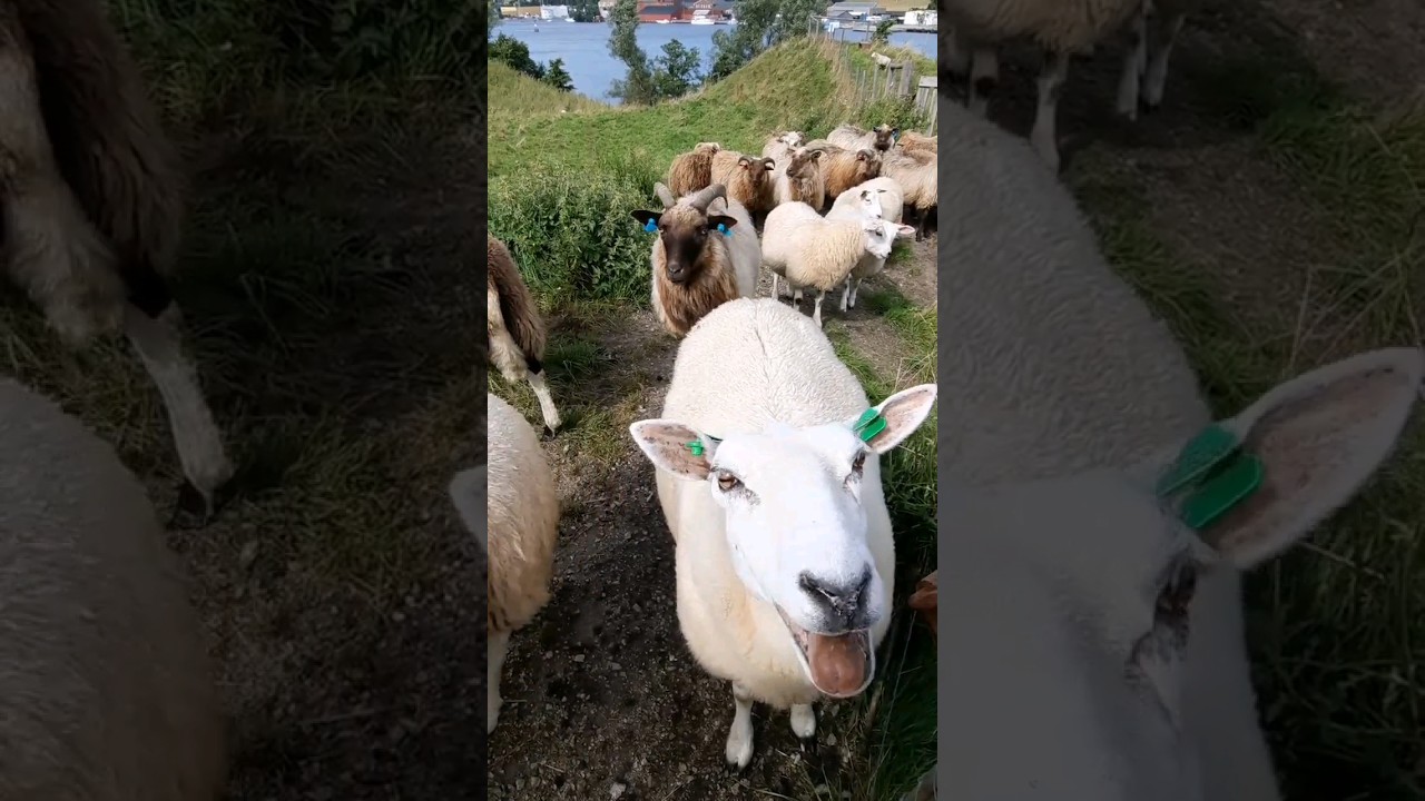 Cute Goat & Sheep🐐🐑 #cute #goat #sheep #mee #baa #shorts