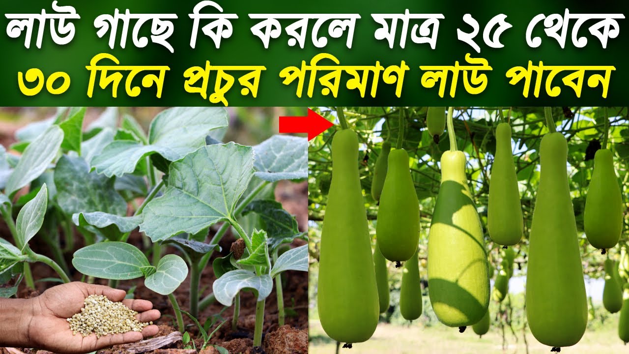 লাউ গাছে কি করলে মাত্র ৩০ দিনে প্রচুর পরিমান লাউ পাবেন | লাউ চাষের নিয়ম | How to Increase Gourd
