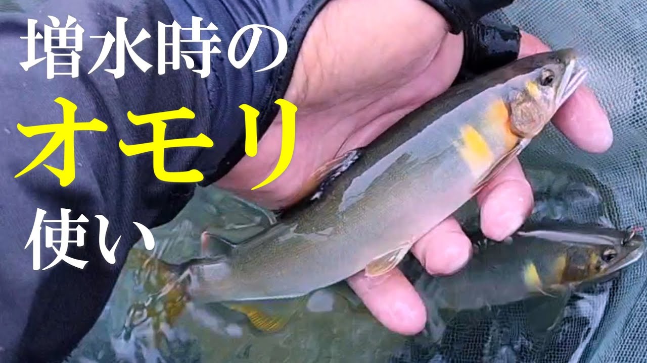 鮎釣り　完全復活の白川を攻略する／岐阜県 飛騨川漁協