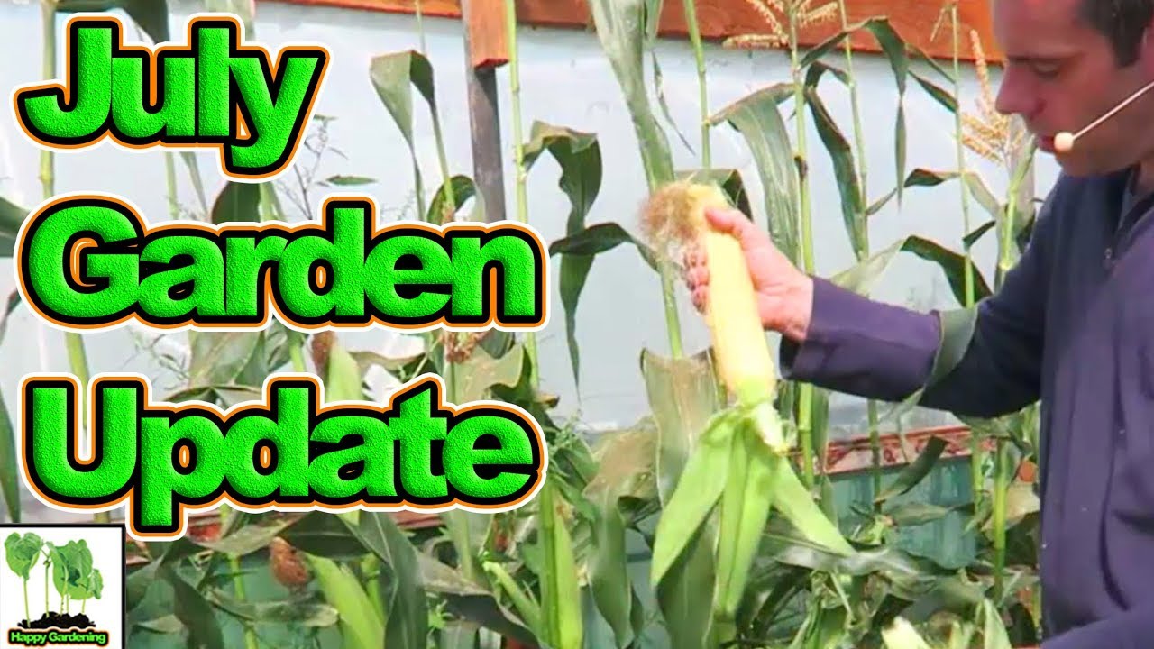 UK Here We Grow. Allotment Garden Plot Tour July 2017
