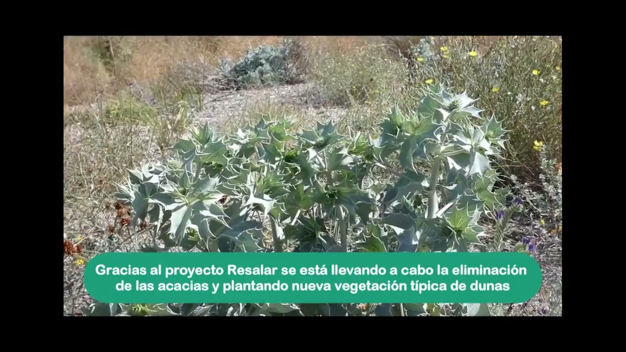 Recuperación de la Caleta del Estacio (Resalar)