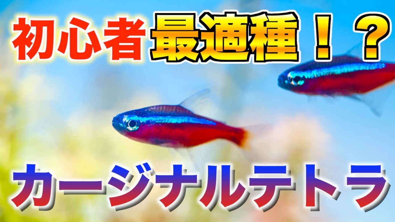 【初心者OK】激推し美魚！カージナルテトラの飼い方を分かりやすく解説！