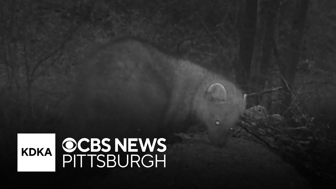 Weasel-like creature once extinct in Pennsylvania spotted on Westmoreland County trail cam