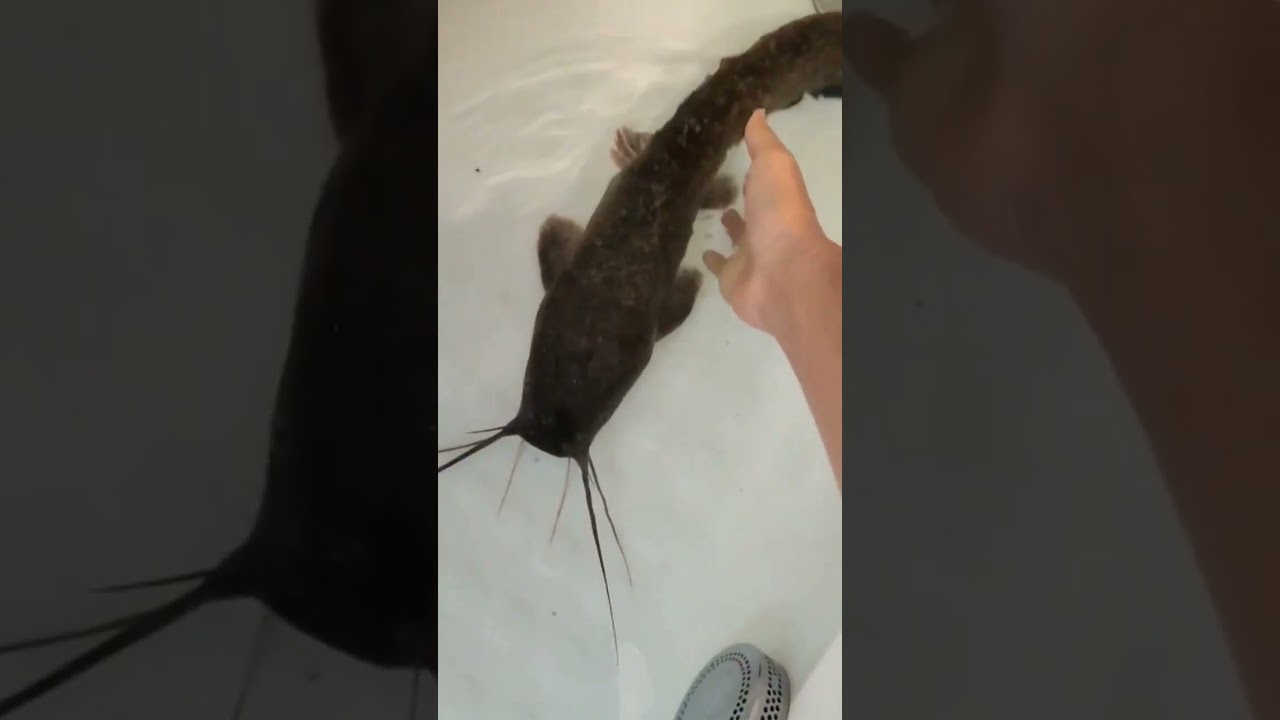 Il mio animale domestico: il pesce gatto🐈&zwj;⬛