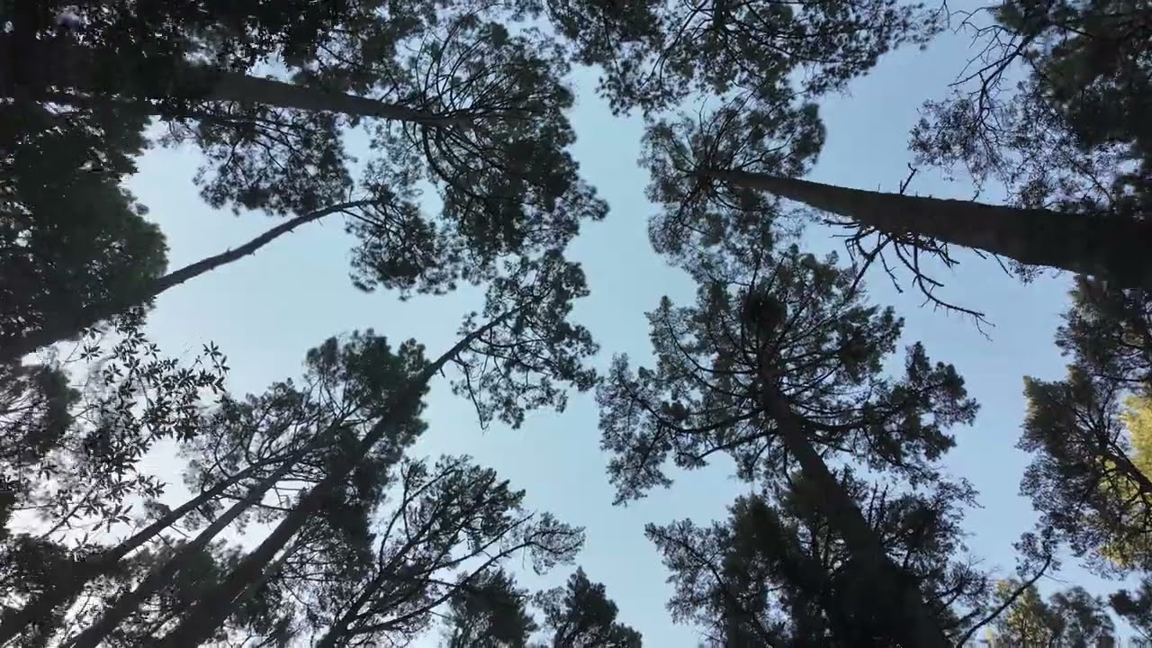 4K- Walking Tour / Virtual Hike of Newlands Forrest, Cape Town