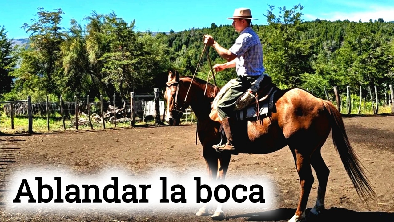 Evita una Boca Dura: Flexión y Control para un Caballo Bien Educado