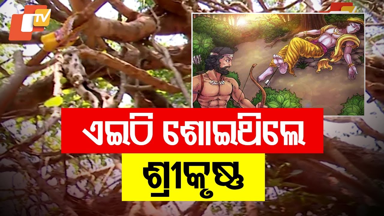 ଏଇ ଶିଆଳି ଲତାରେ ଶୋଇଥିଲେ ଶ୍ରୀକୃଷ୍ଣ