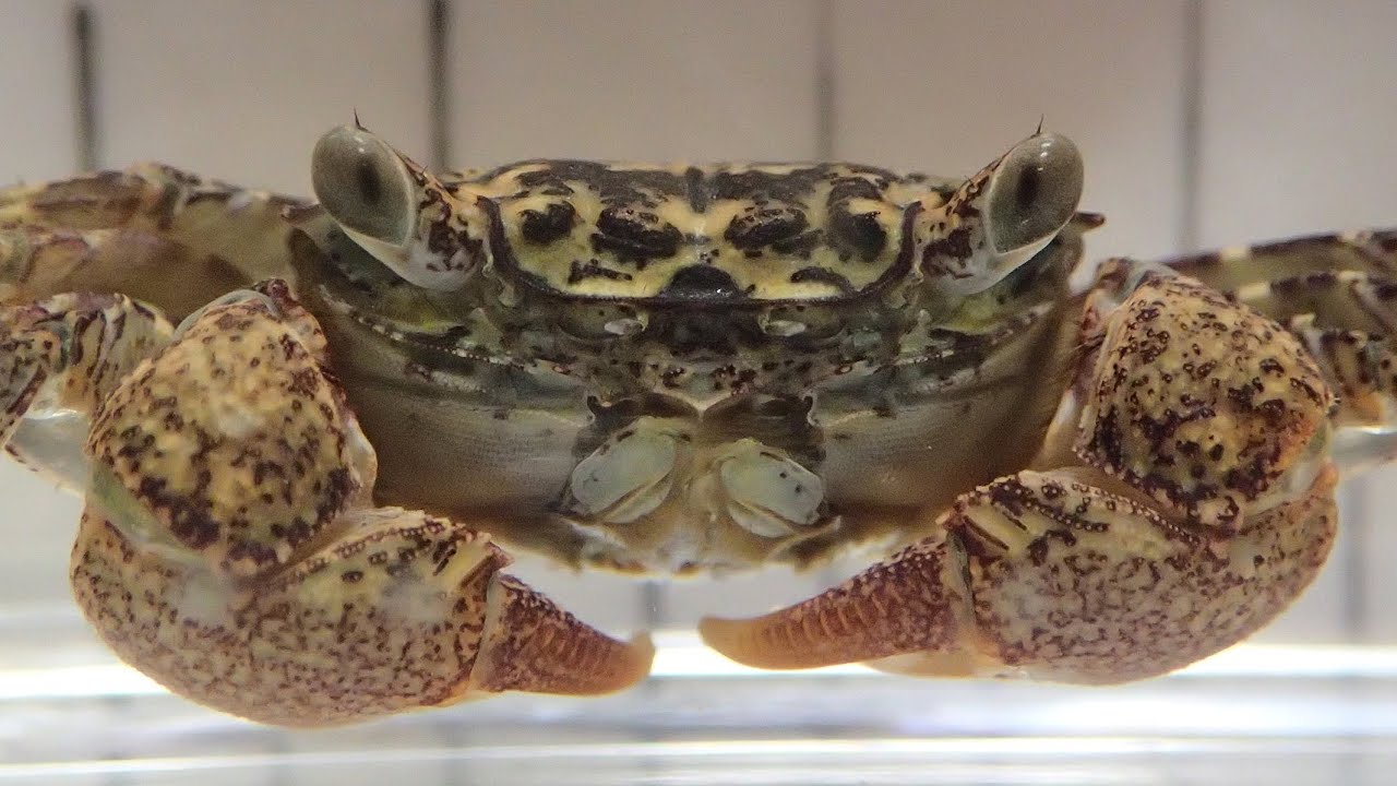 カクベンケイガニ  Parasesarma pictum【浦安水辺の生き物図鑑】