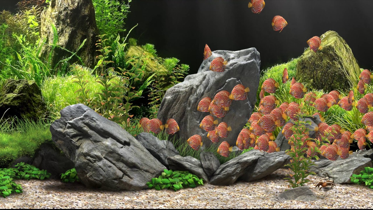 Dream Aquarium - Red Tiger Discus (4K)
