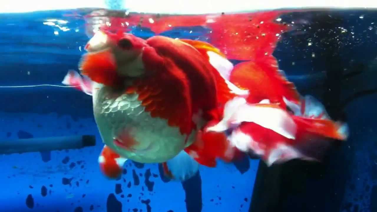 靚靚幸運金魚