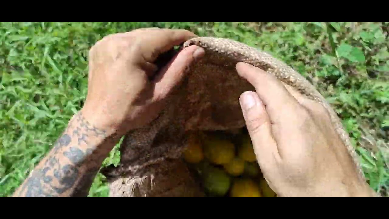 Cata de laranja madura #laranjas #colheita #pov #asmr #pomares 