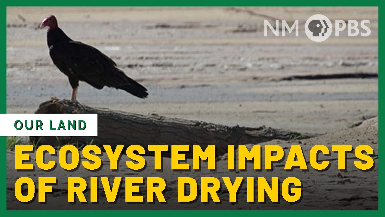 Ecosystem Impacts of River Drying