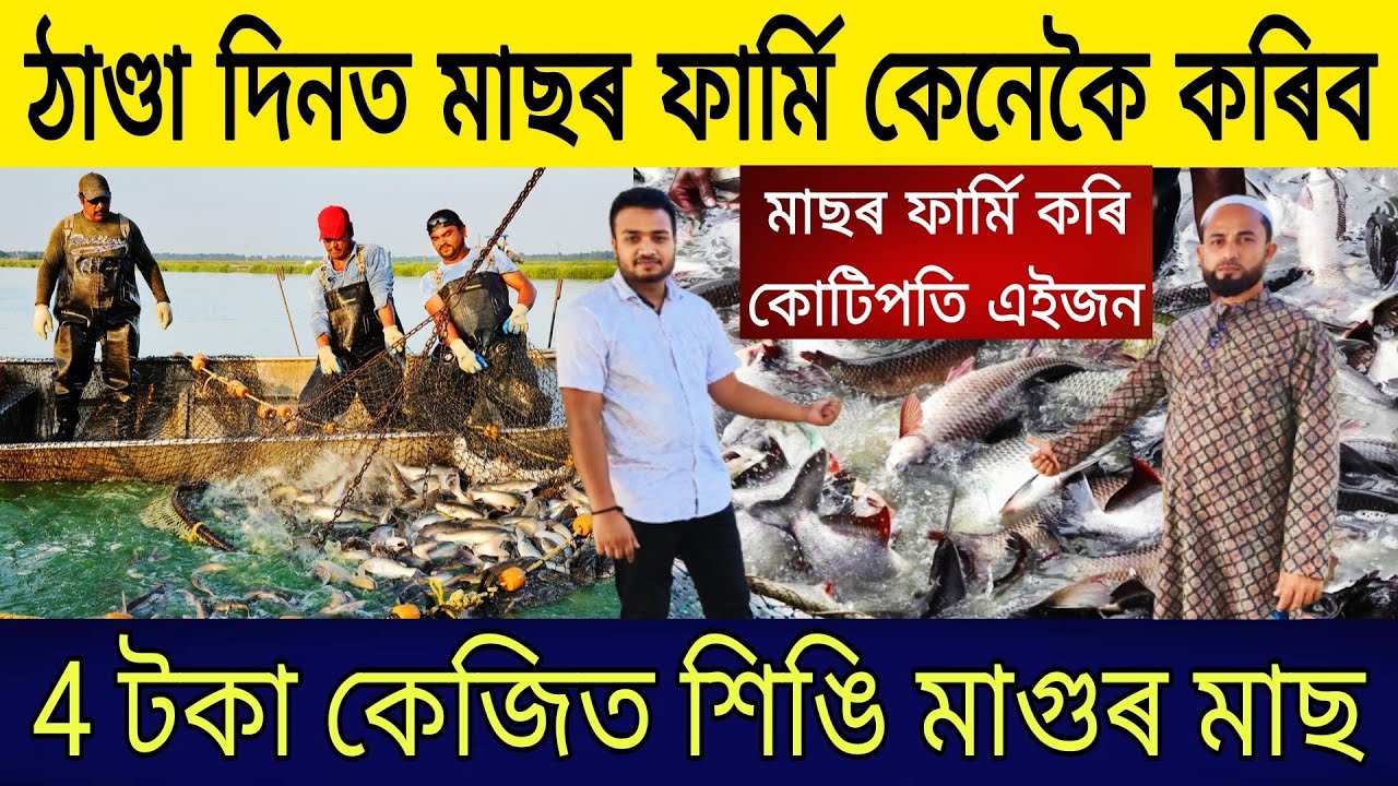 ঠাণ্ডা দিনত মাছৰ ফাৰ্মি কেনেকৈ | Catfish Fish Farming in Assam |Fish Farming Business Assam