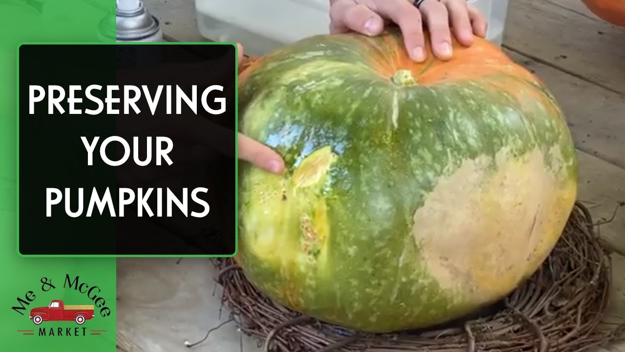 Pumpkin Preservation Tips | Fall Decor (2020)