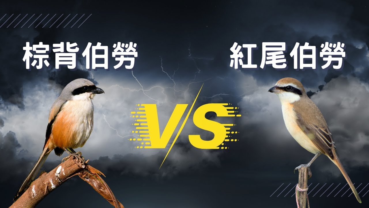 【YA！我們來對決吧！】EP8 棕背伯勞與紅尾伯勞的識別方法