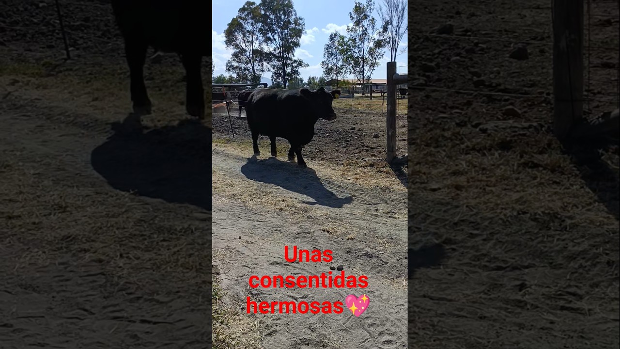 las princesas consentidas solistas entran asu corral miren como lo hacen 😉😎
