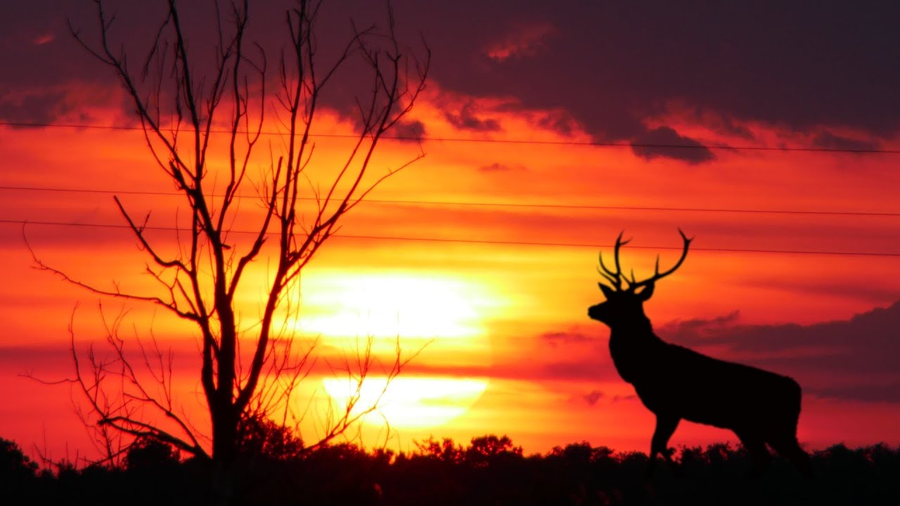 Wildlife Moments At The Great Hungarian Plain