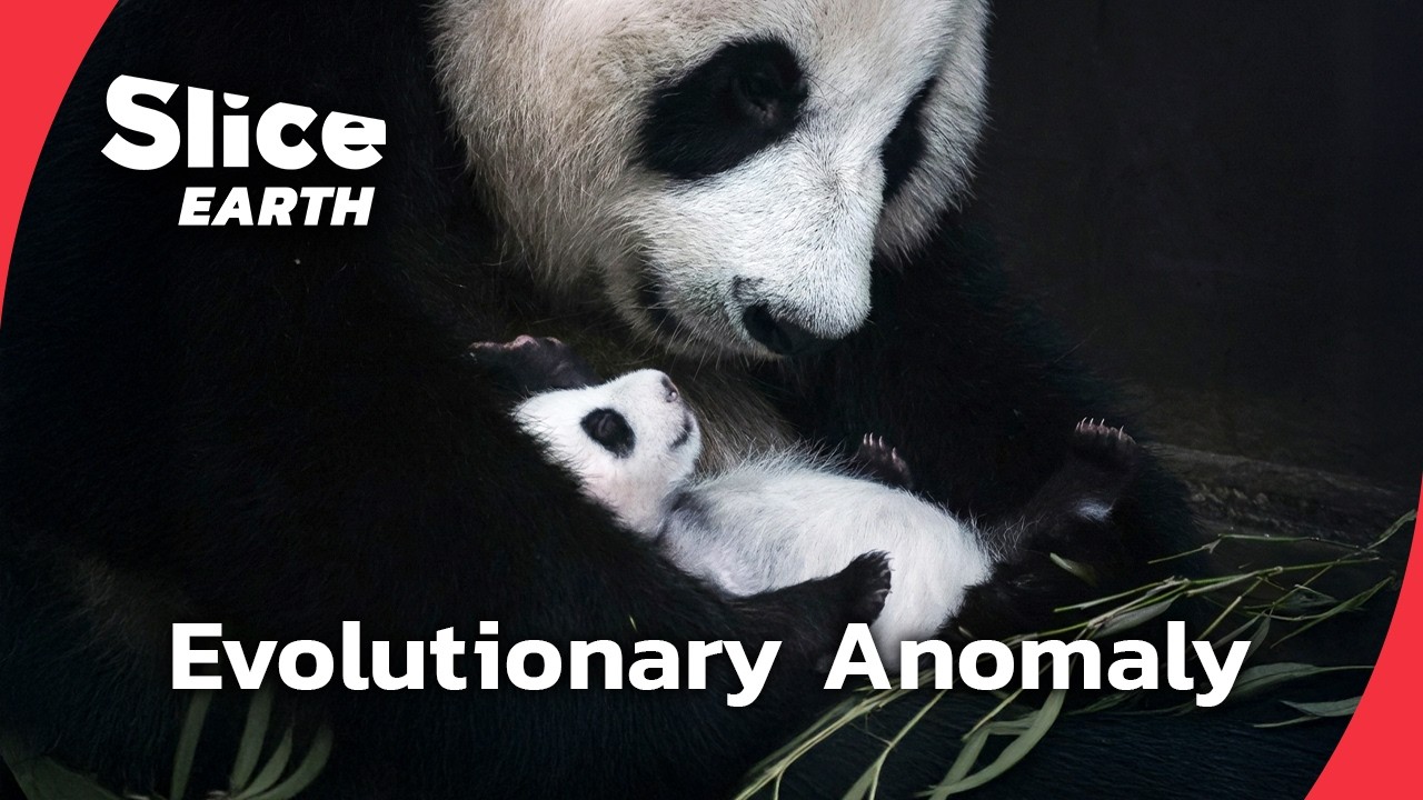 The Panda Paradox: A Carnivore’s Struggle to Survive on Bamboo | SLICE EARTH | FULL DOC