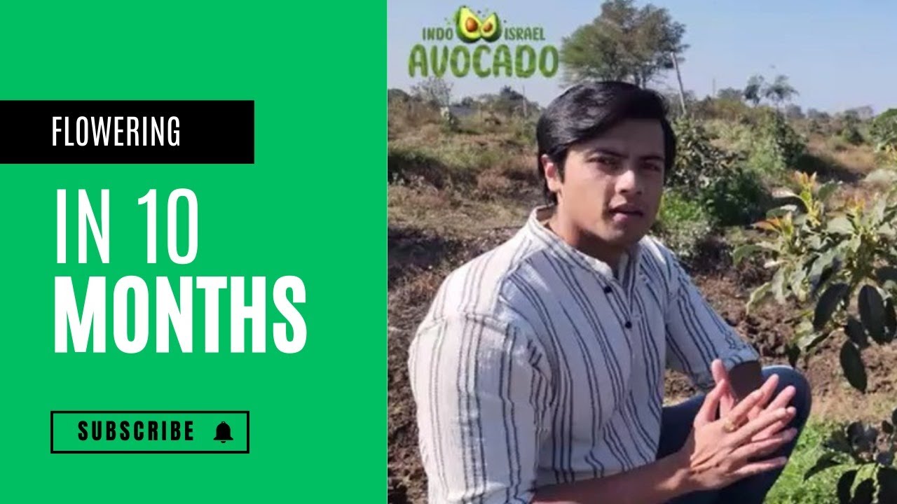 Flowering in 10 months old Avocado orchard in Bhopal, India | 6268643227 | Vlog 105
