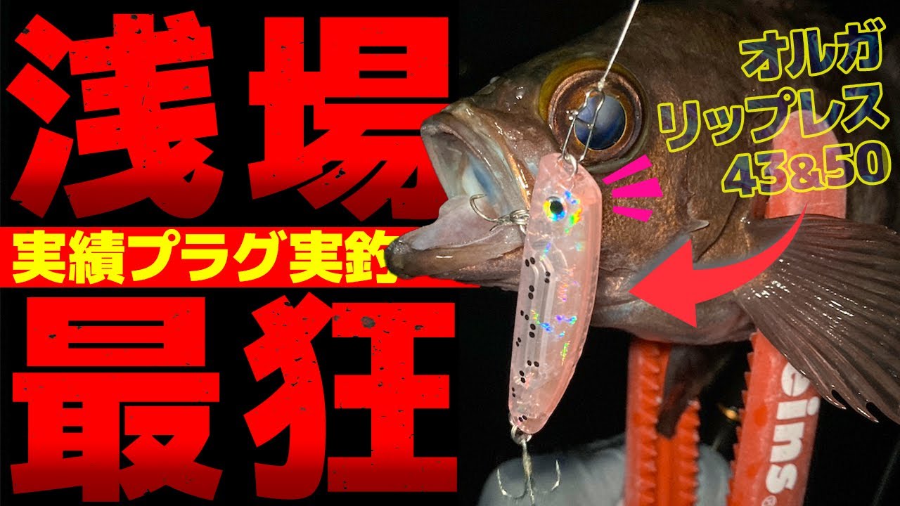 【メバリング】シャローの相棒オルガリップレスでメバプラをもっと楽しく【淡路島】