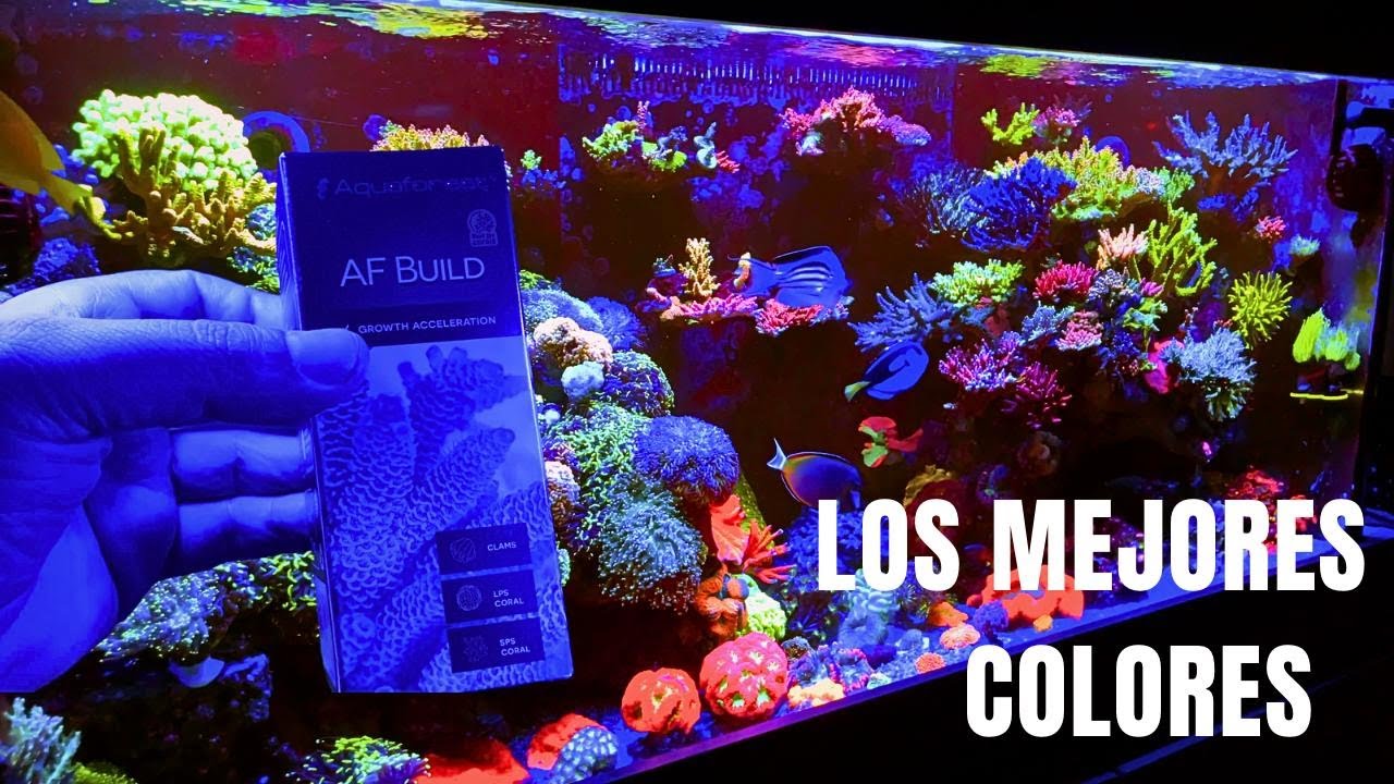 Los SECRETOS del Acuario Marino que NADIE te Cuenta!