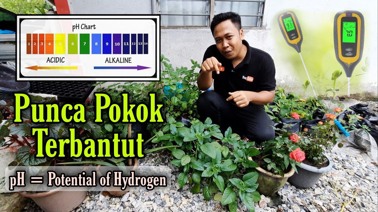 Punca Utama POKOK TERBANTUT  & Cara rawat Tanah supaya subur