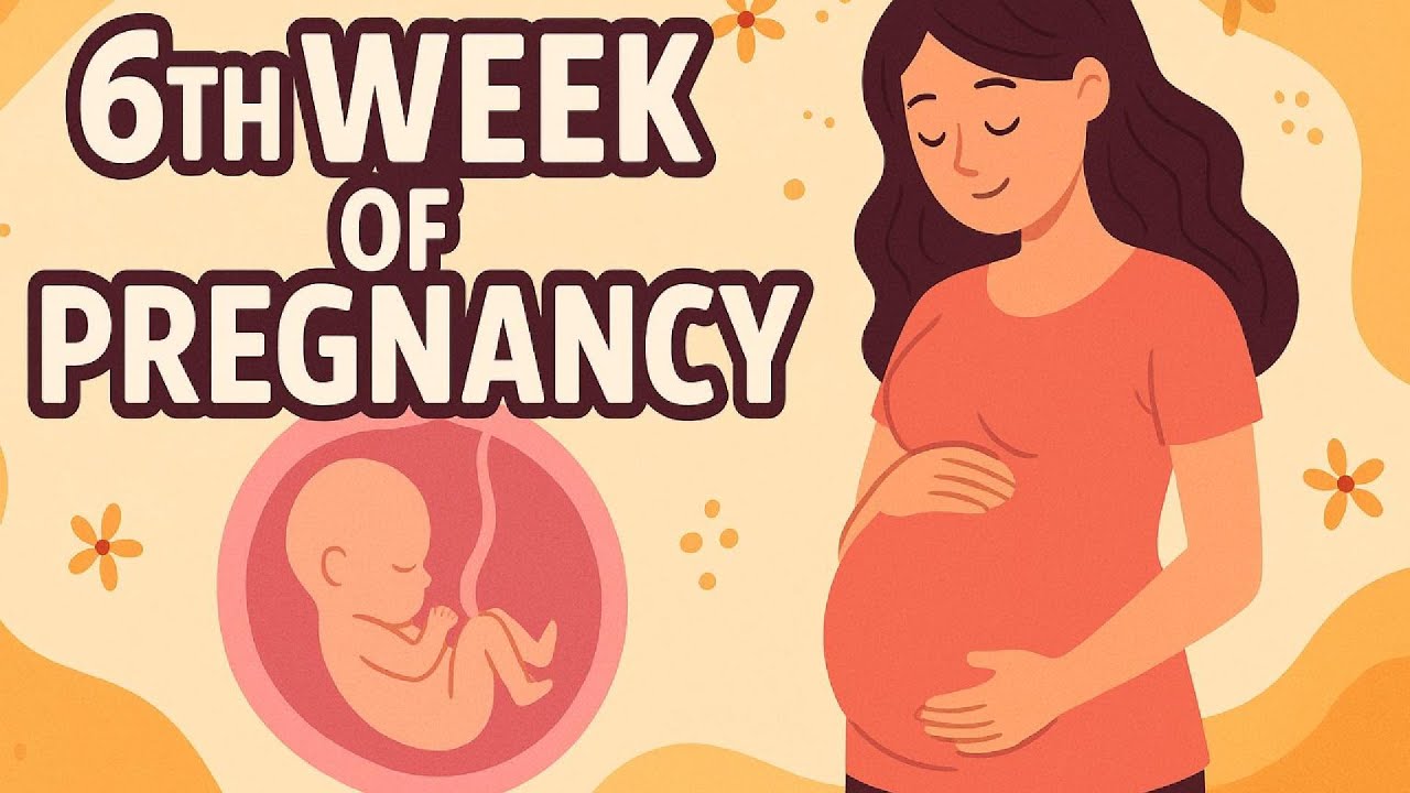 6 Weeks Pregnant What REALLY Happens to Your Baby's HEARTBEAT - week by week