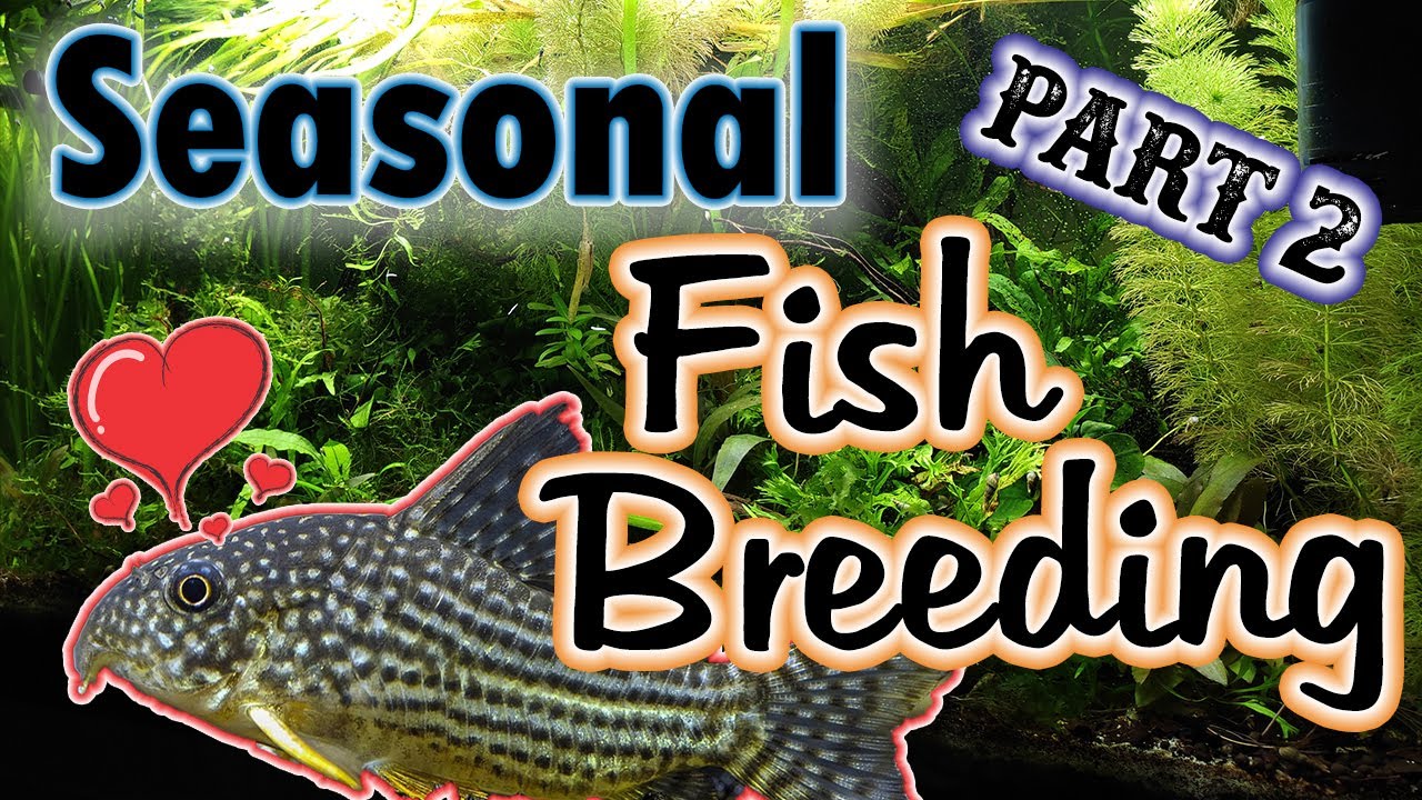 Breeding Fish in Your Natural Aquarium? - Seasons are the KEY! #fishbreeder