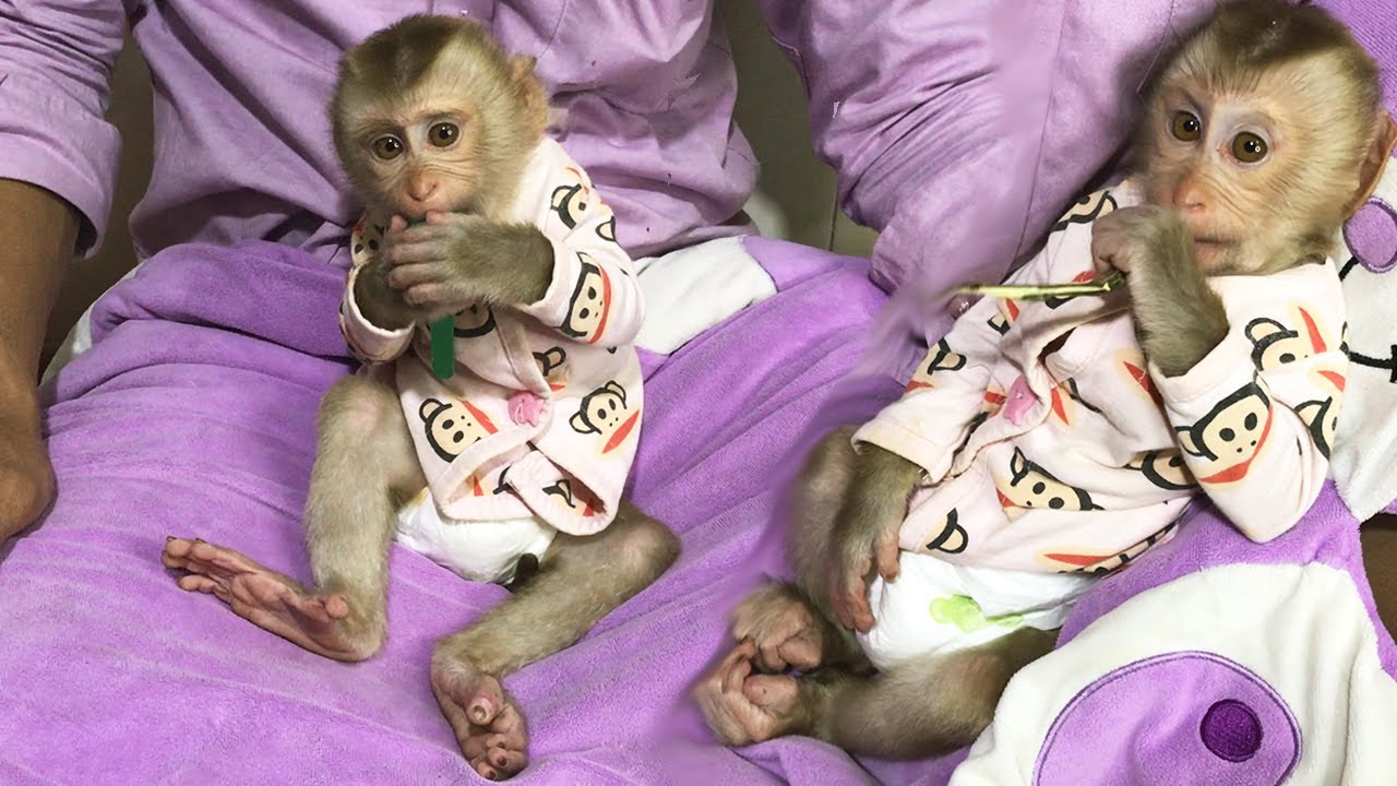 Amazing Posture! Monkey Abbey, Relaxing Sitting Position On Daddy No Intention To Sleep But Play