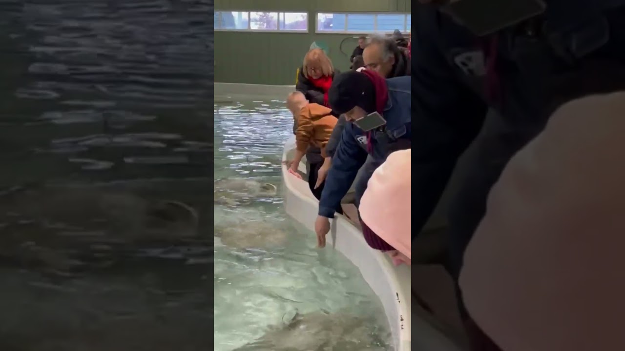patting a stingray 