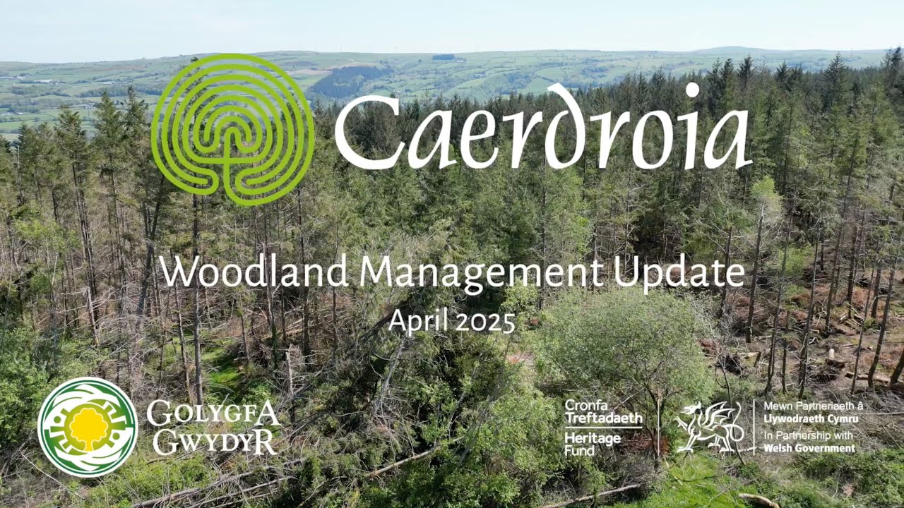 Caerdroia Woodland Update April 2025. Diweddariad Coetir Caerdroia Ebrill 2025